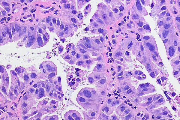 View staining protocols and resources for histology.